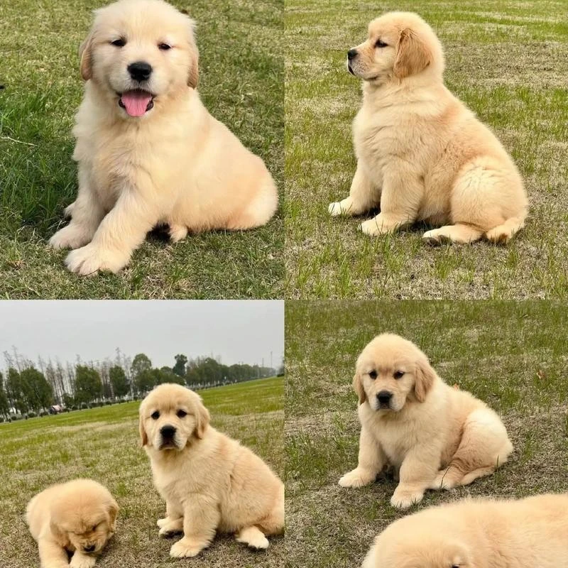 【优哆家】小金毛犬纯种宠物狗幼犬 活体小狗狗（一物一拍直播间挑选