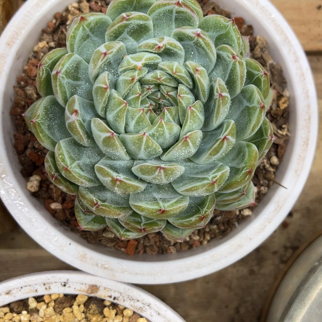 雪花珍妮 夏鸣园艺