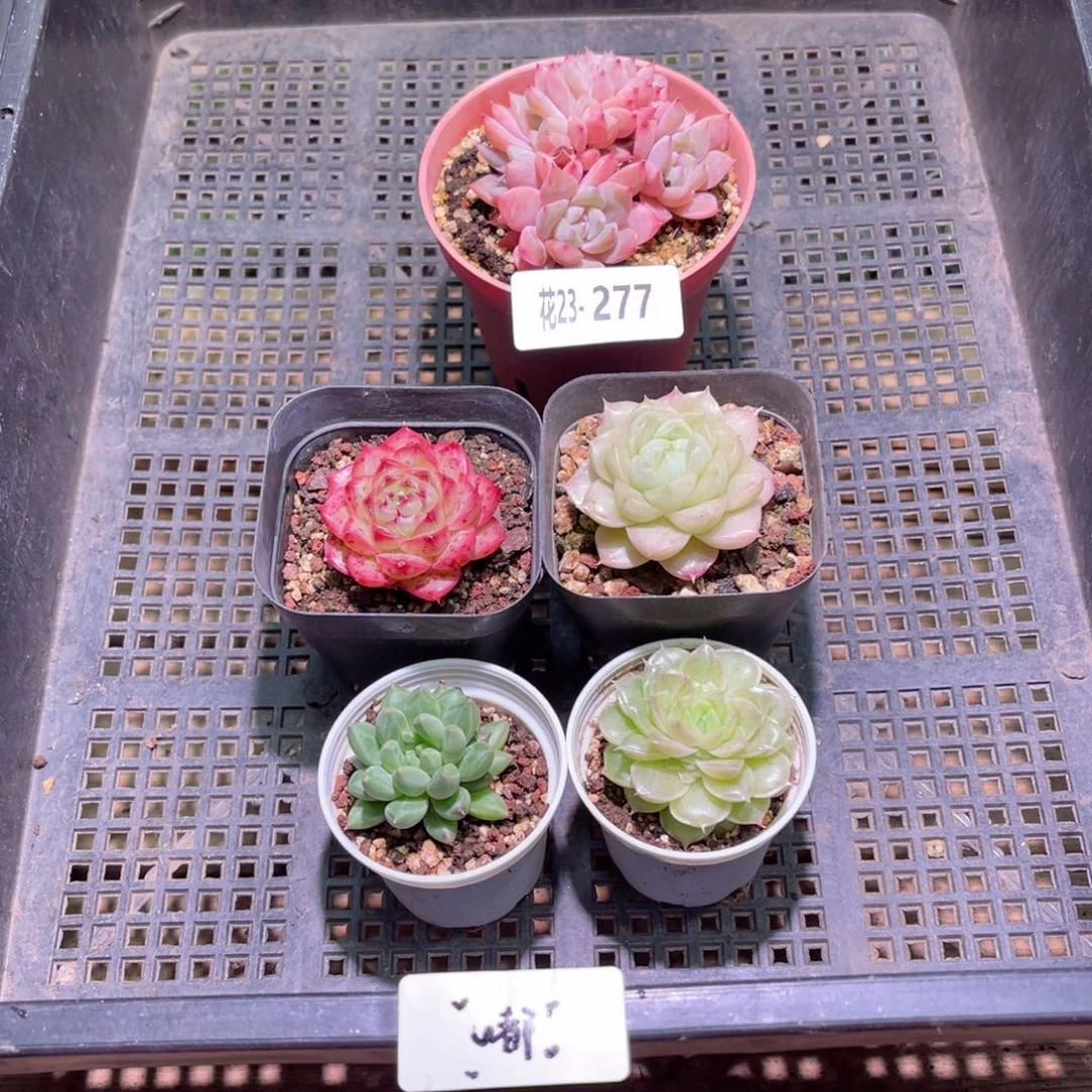 花利美23-277框拍5颗