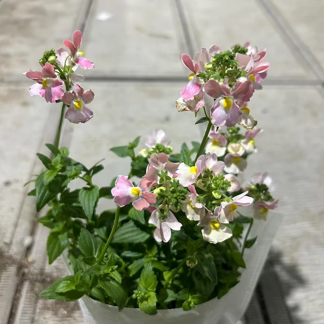 龙面花大西洋珍鲑