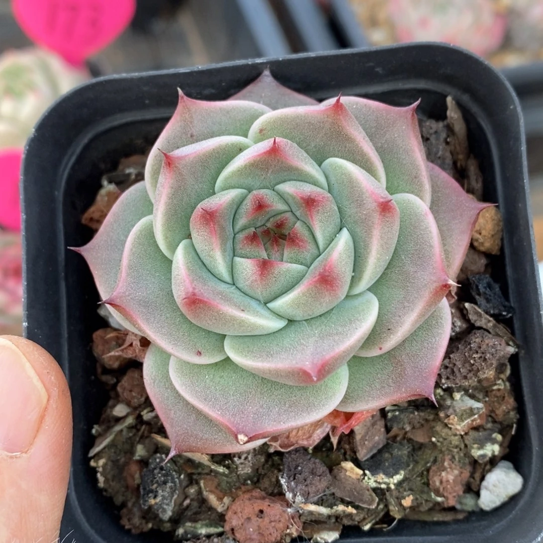 精品多肉一物一的拍50