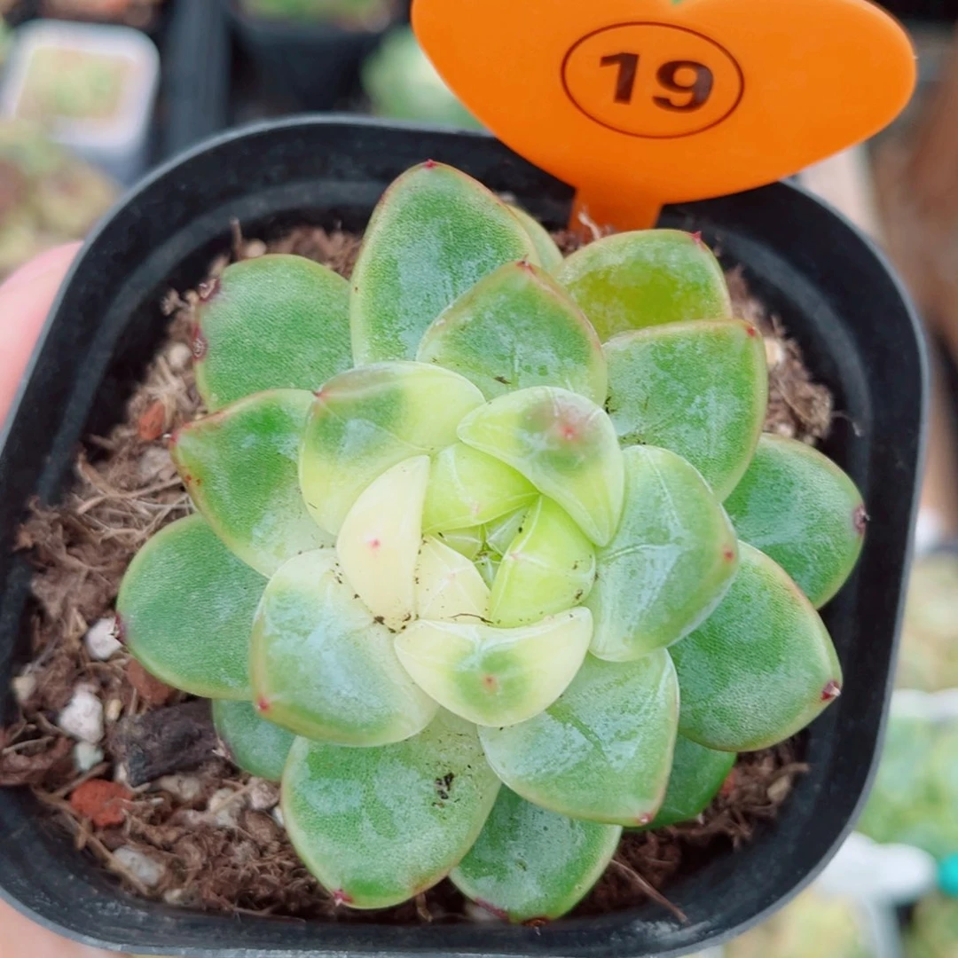 风靡园艺新品珍妮单头