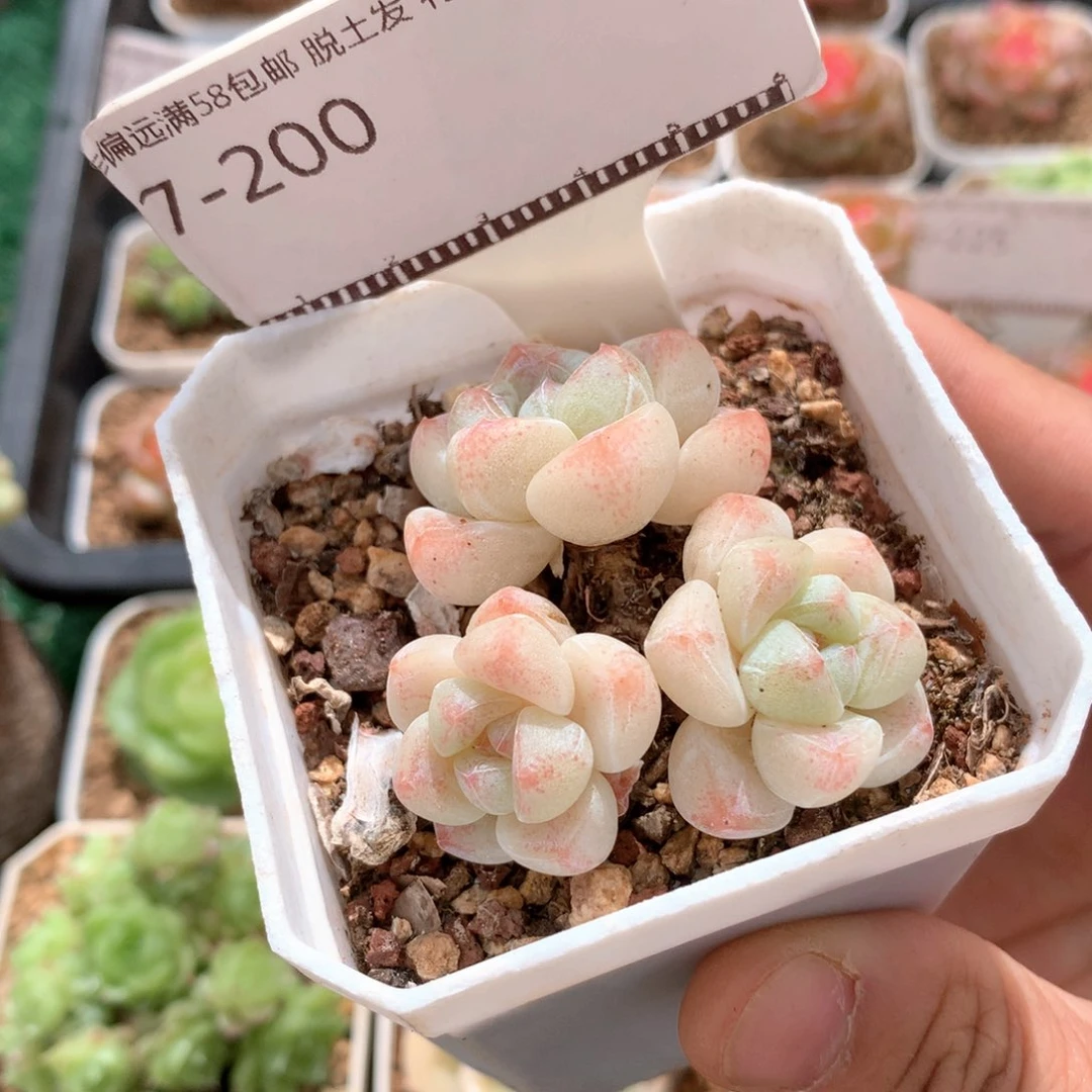 丸叶老桩白底冰玉58包邮
