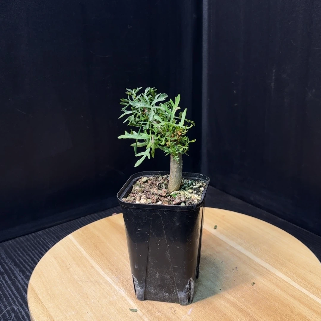 鹿角橄榄十二骑士