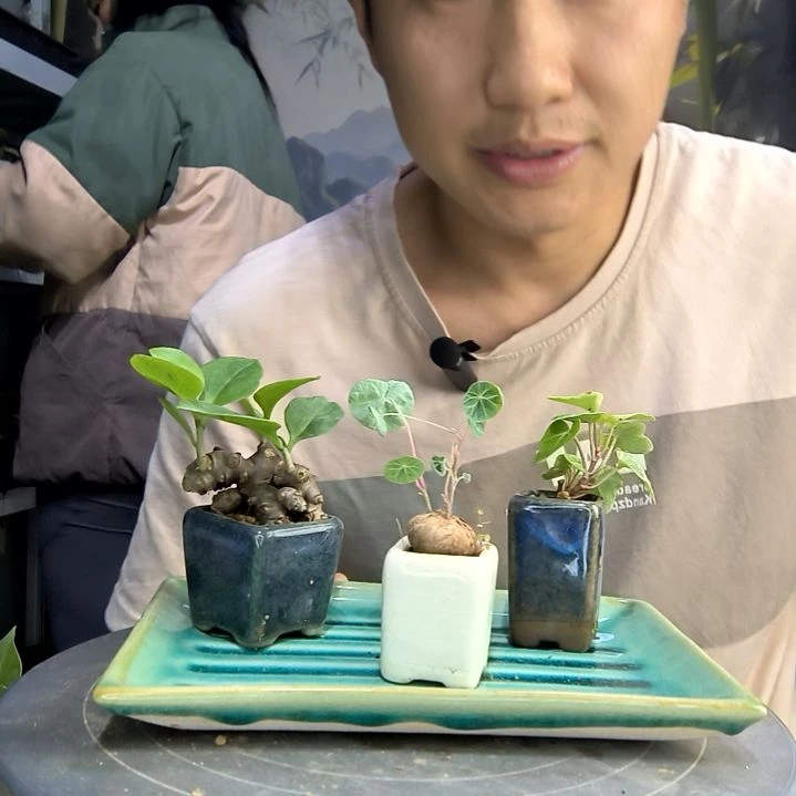 s**y中青园艺一物一拍44