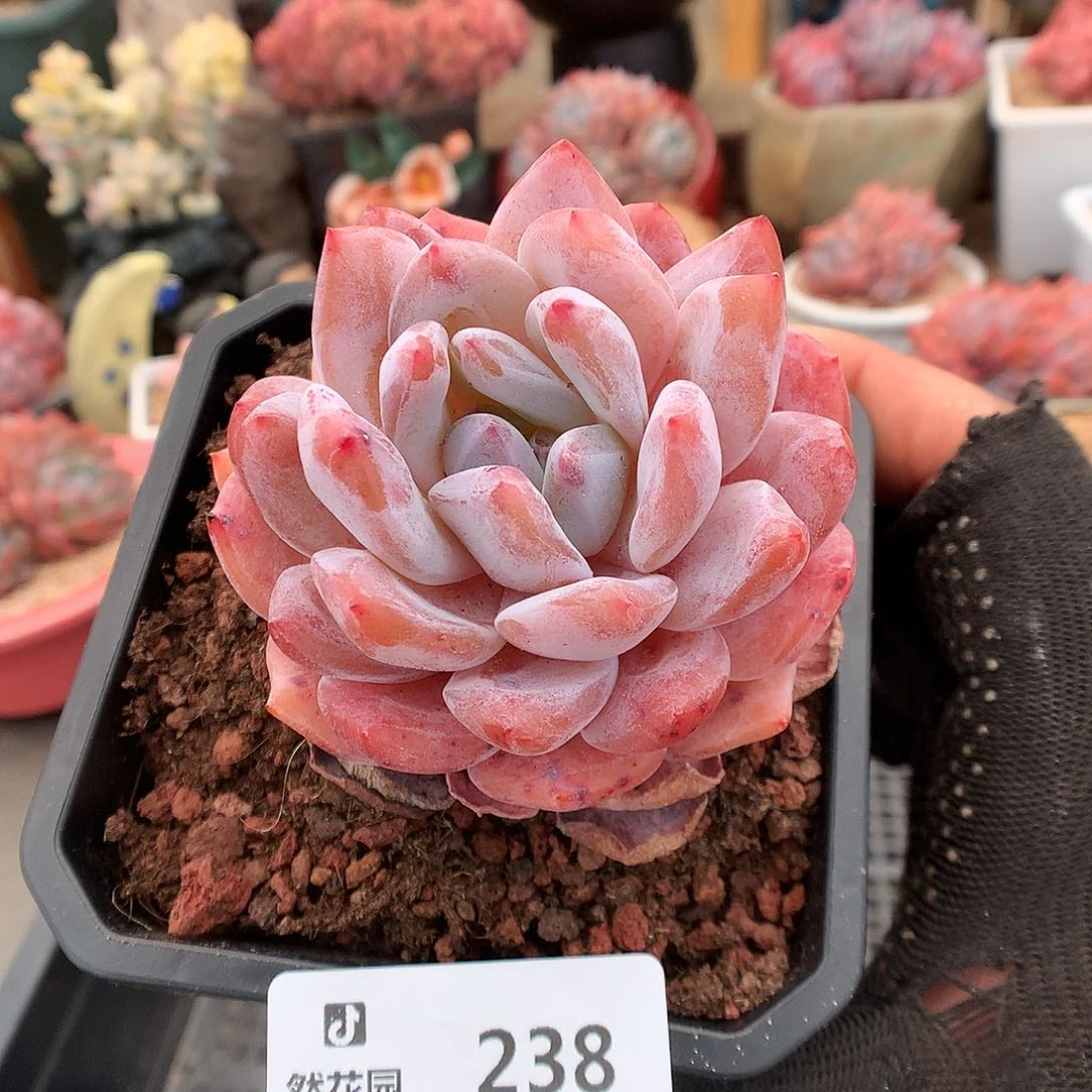 238冰透橙多肉植物6663