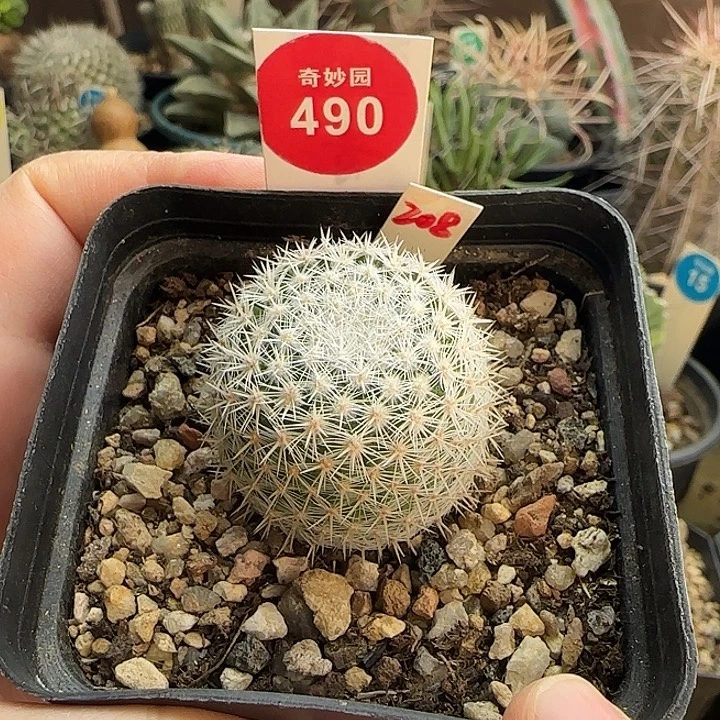 实生敷岛3.3cm一棵仙人球