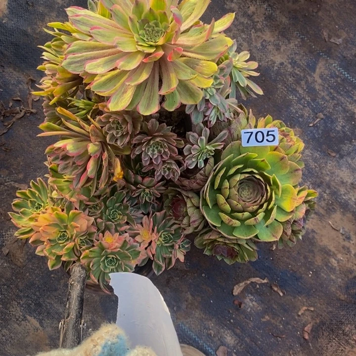 麻*705 706 法师3颗