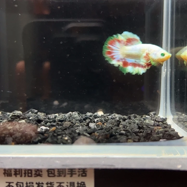 斗鱼竞拍跑单拉黑19日32@