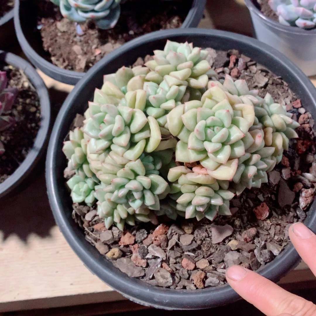 多肉植物多肉植物