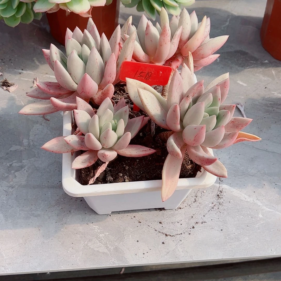送****星1518桃花源多肉植物