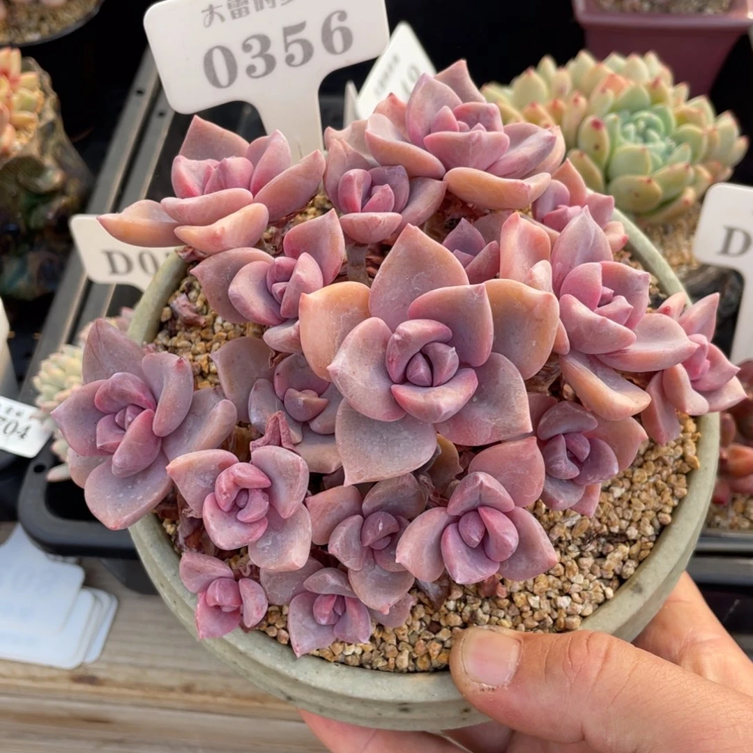 0356彩虹糖不带盆15厘米