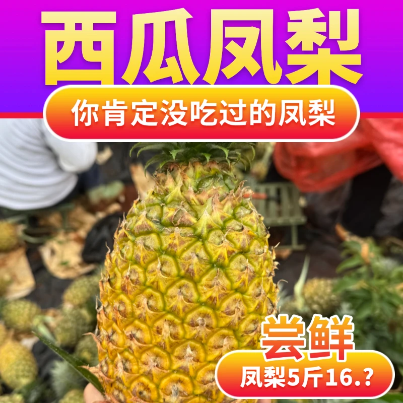 【新品种】海南西瓜凤梨金钻凤梨冬蜜甜蜜蜜新鲜水果孕妇应季整箱