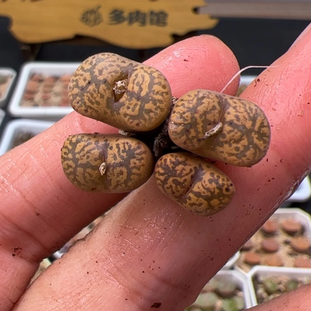 【闪购商品】000000 00025