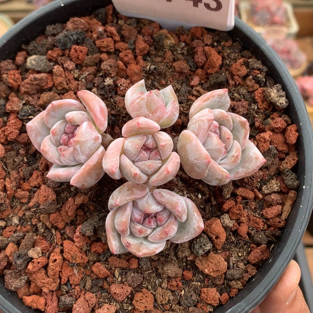 S2743 星影飘枝 有砍 8cm