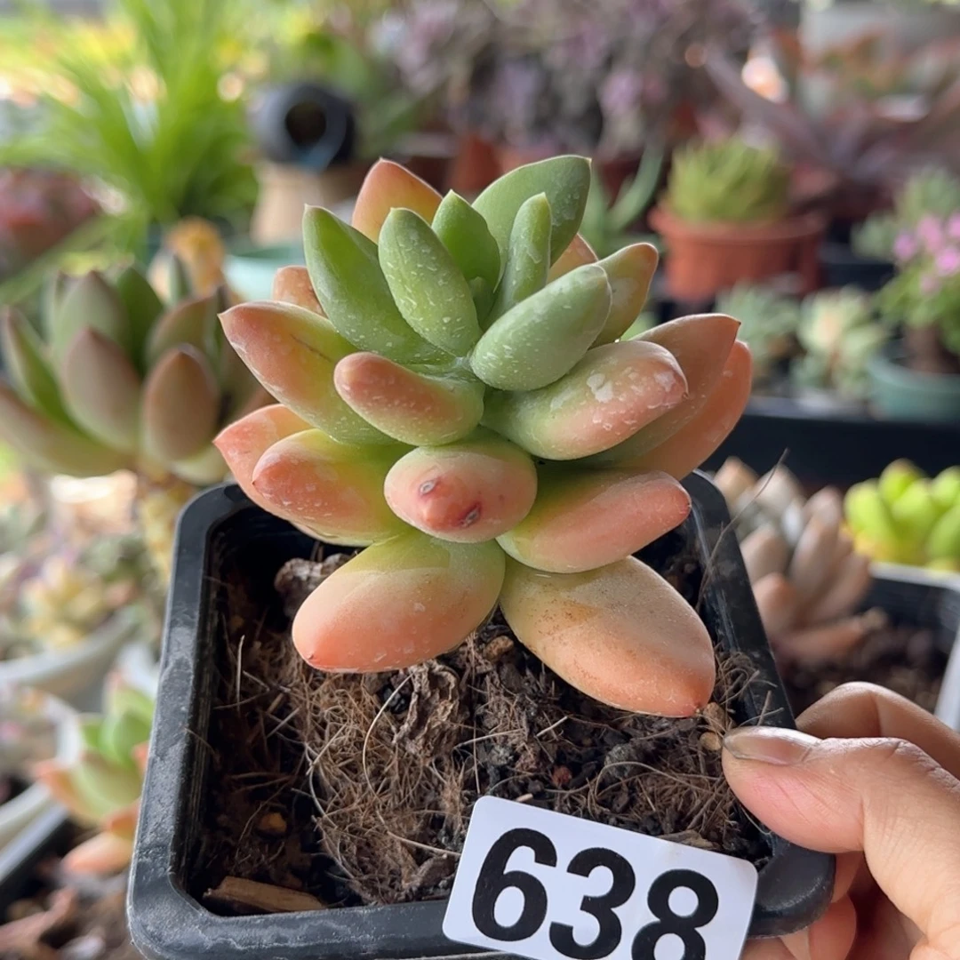 638号 一物一拍 一物一拍