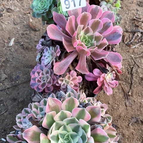 美杜莎粉女巫花月夜法师多肉植物917