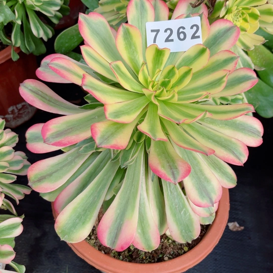 粉钻捧花多肉发货发货