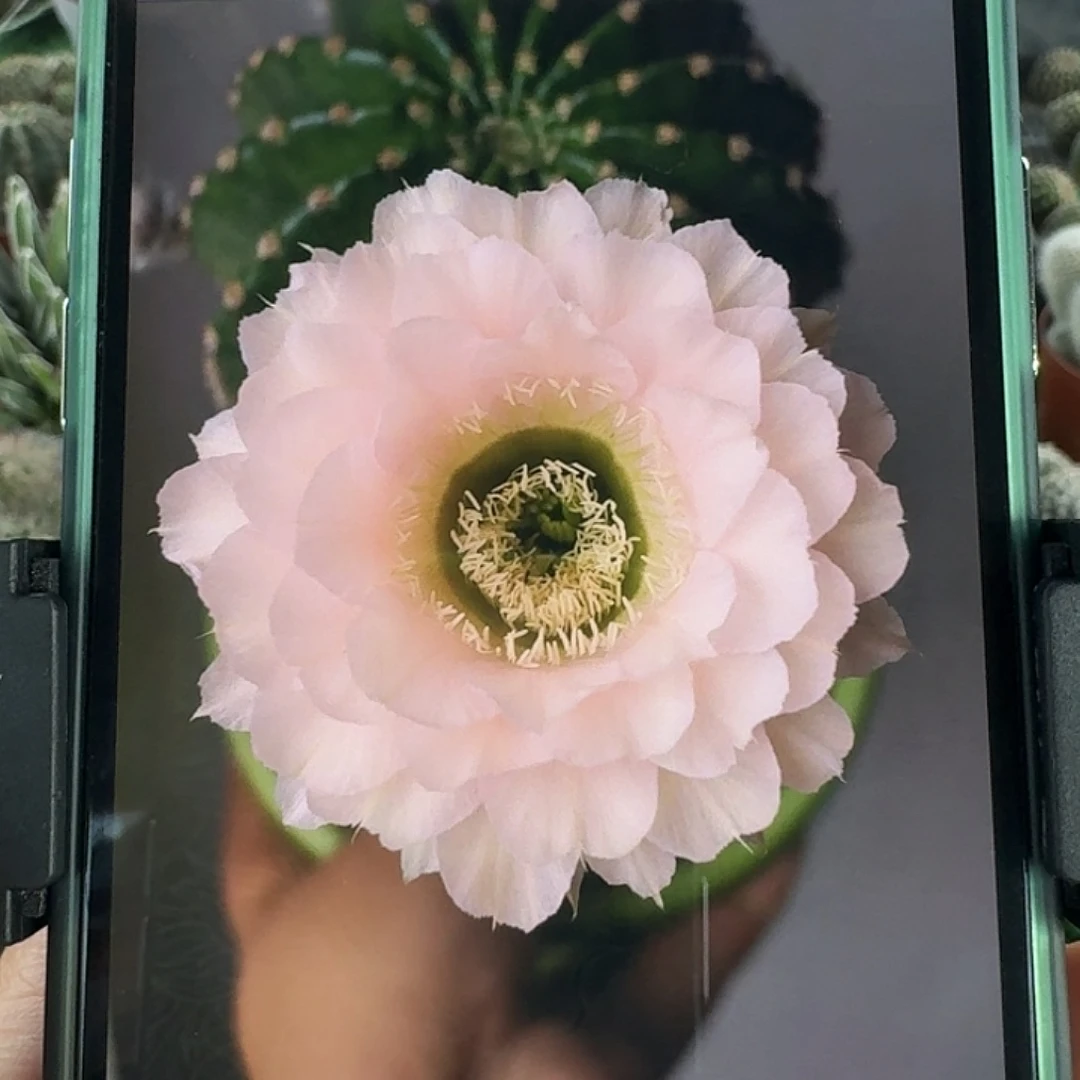 嘟宝8号侧芽，尺寸以直播间看到的为准