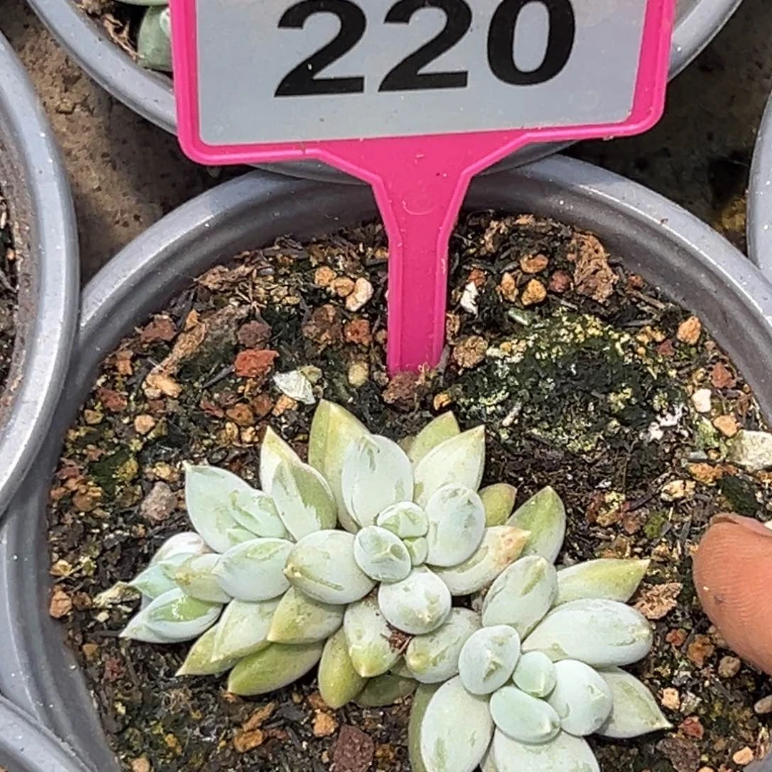 多肉植物哥特杂220