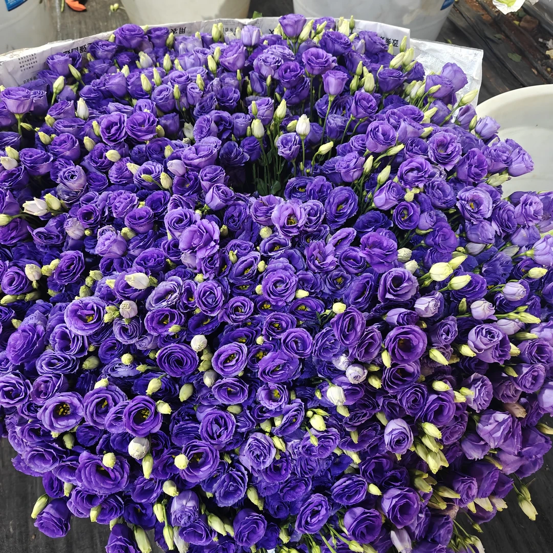 洋桔梗鲜花套餐，顺丰冷链包邮