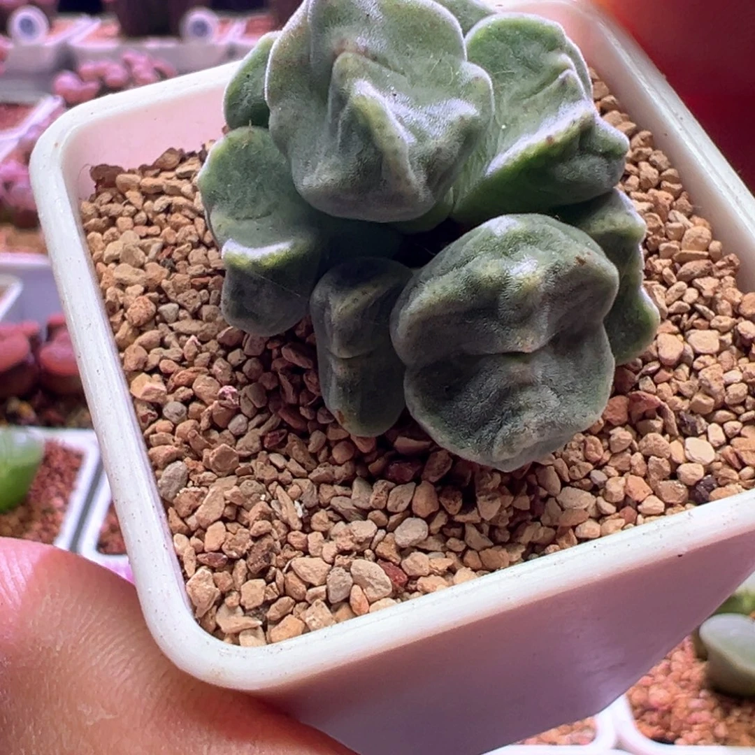 ⸝***⋆0911,蛙哥鬼脸绿豆糕,下播福利