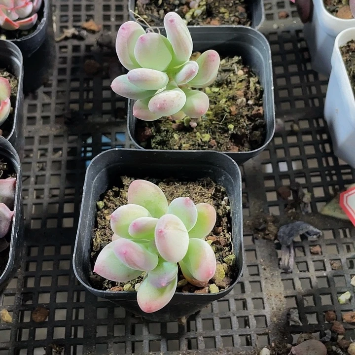 苹果奶带盆土发货