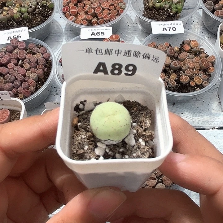 1115-番杏福利a89