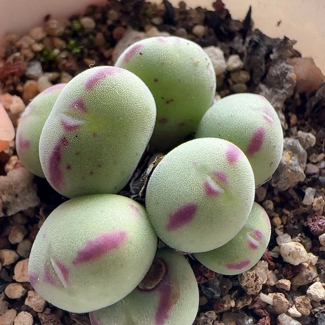 脱土发货哦25209