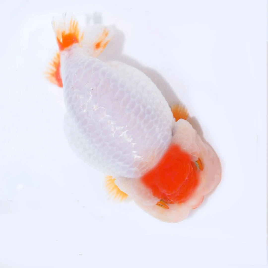 兰寿泰狮玛丽金鱼淡水冷水观赏鱼活体精选鱼苗