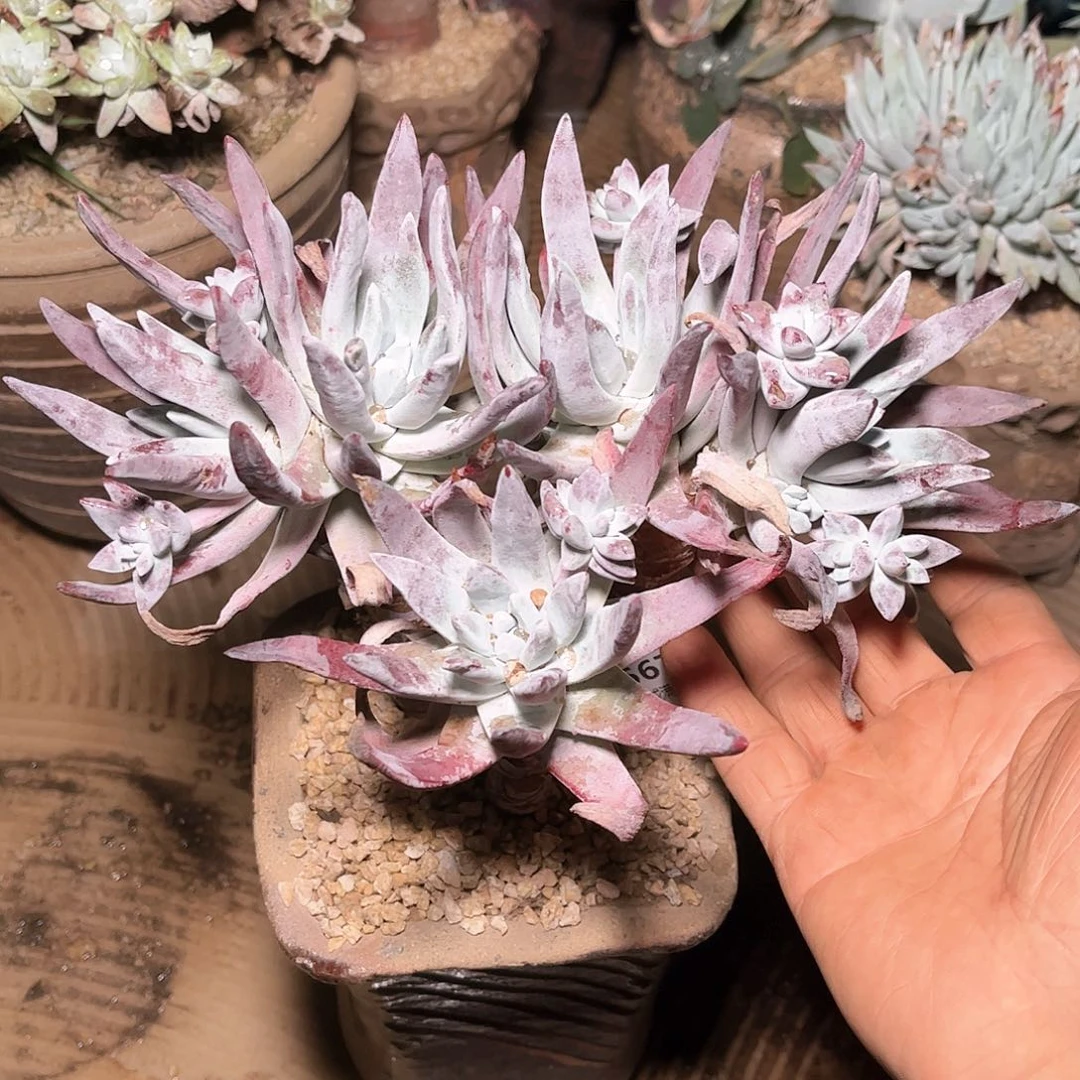 6675除霜苹果叶多肉