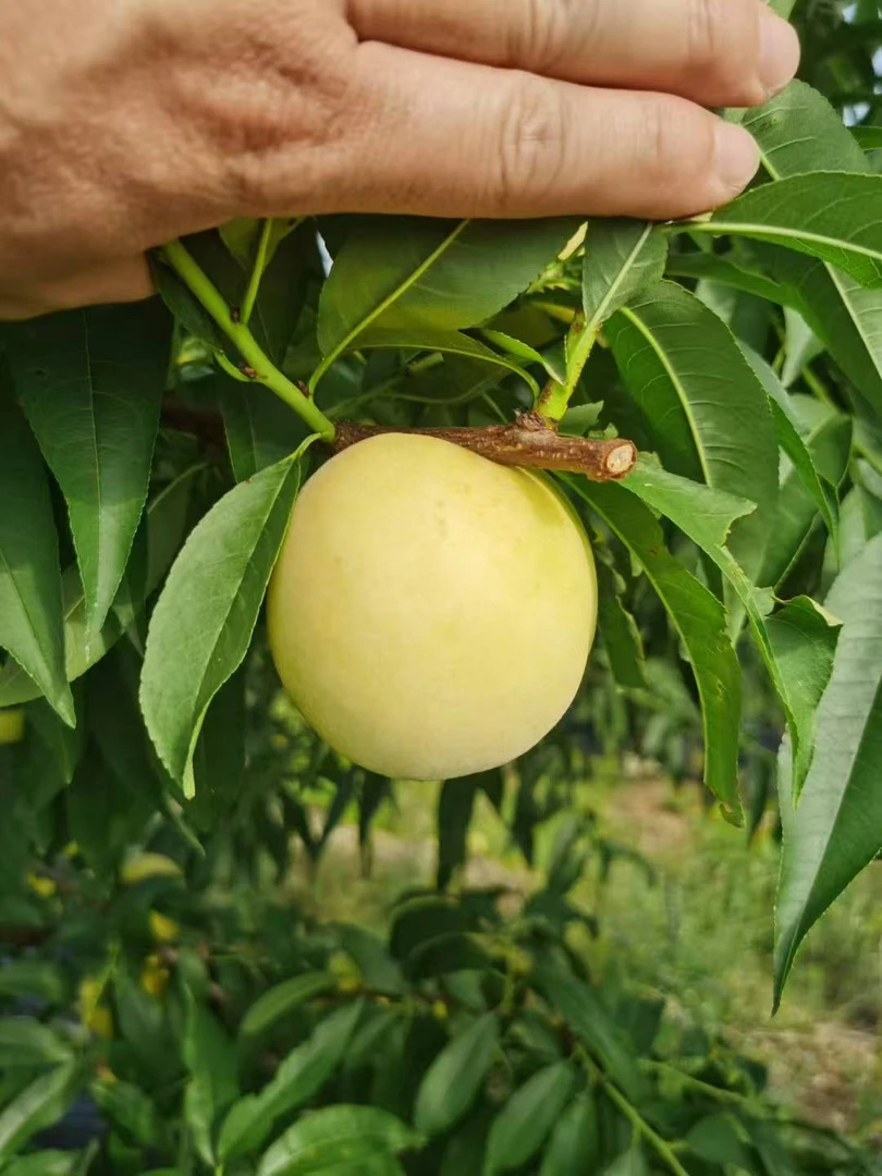 广水白玉桃/山坡露天果/脆甜多汁9甜1酸/5斤包邮