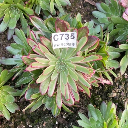 735倾城变异多肉植物