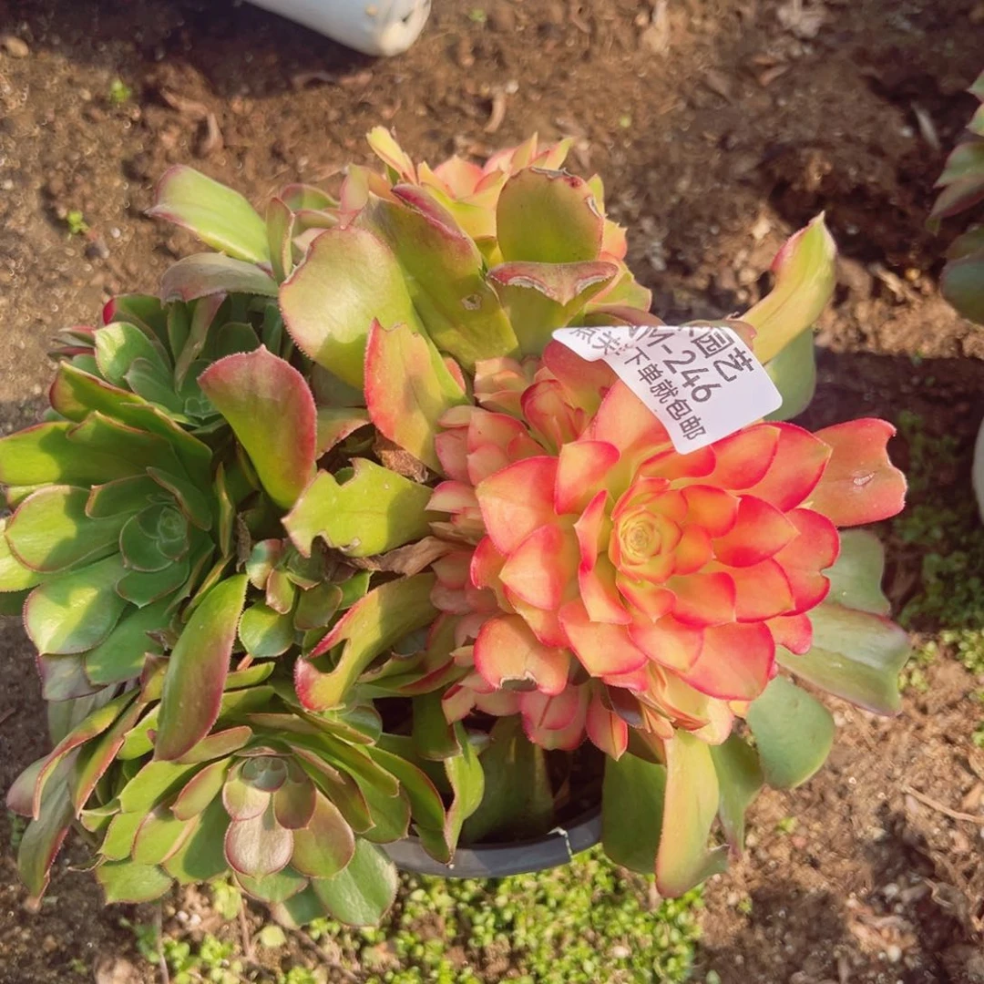 绍七彩老桩多肉植物246