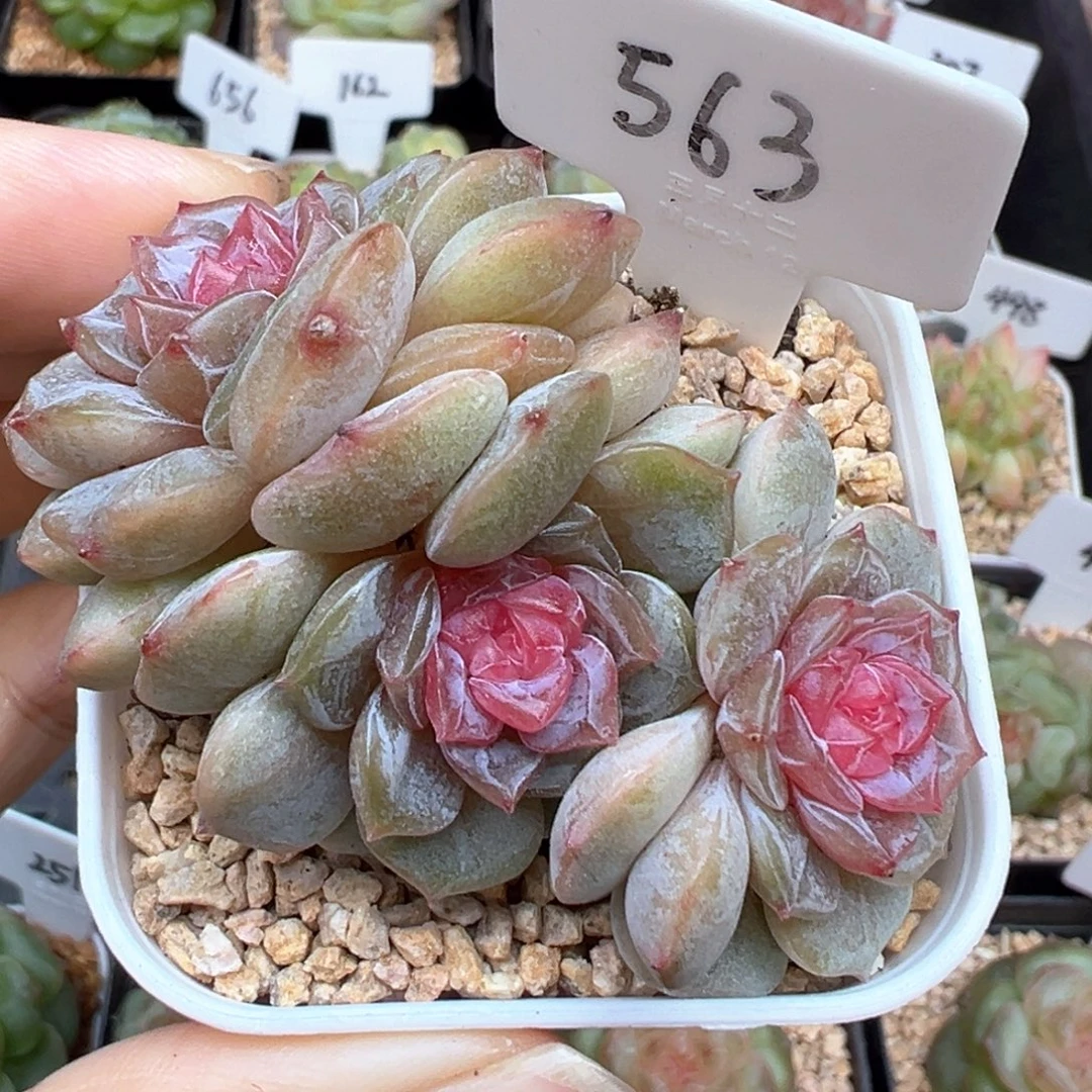 563号彩色恋人 晗雨多肉