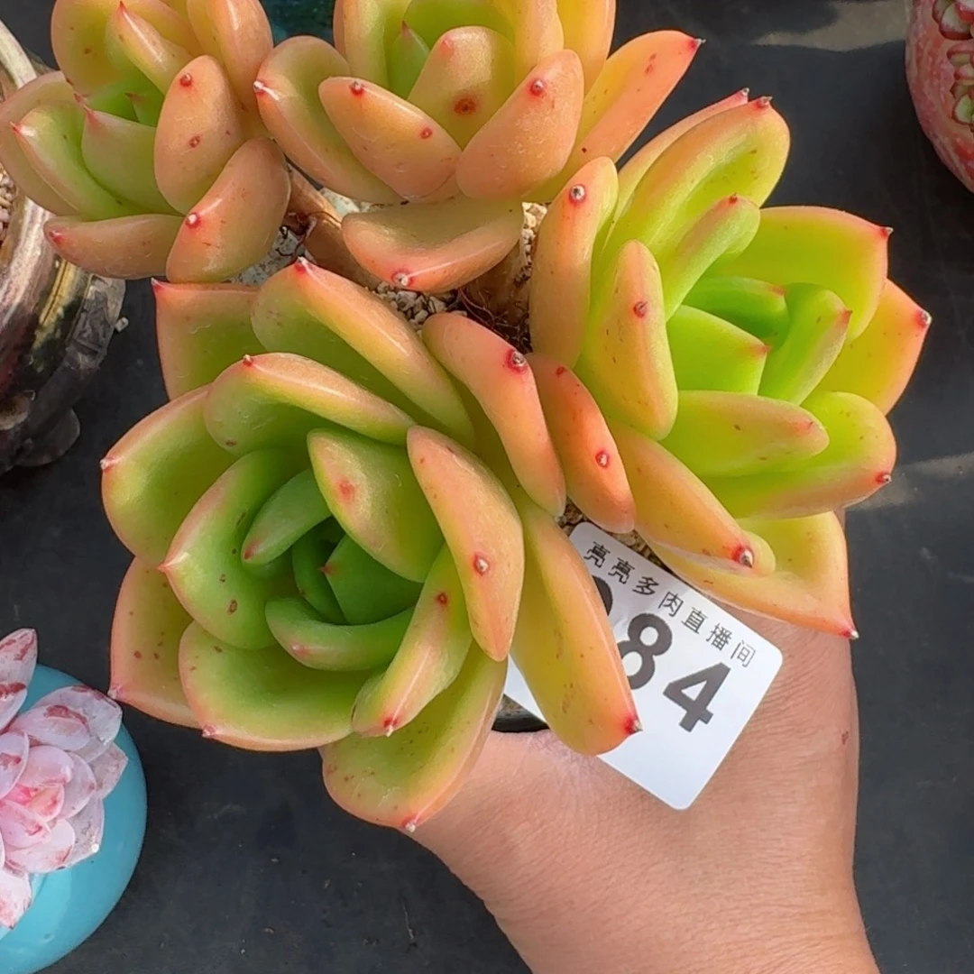 小***艾翠花          摇身一变高富帅，一夜暴富动作快
