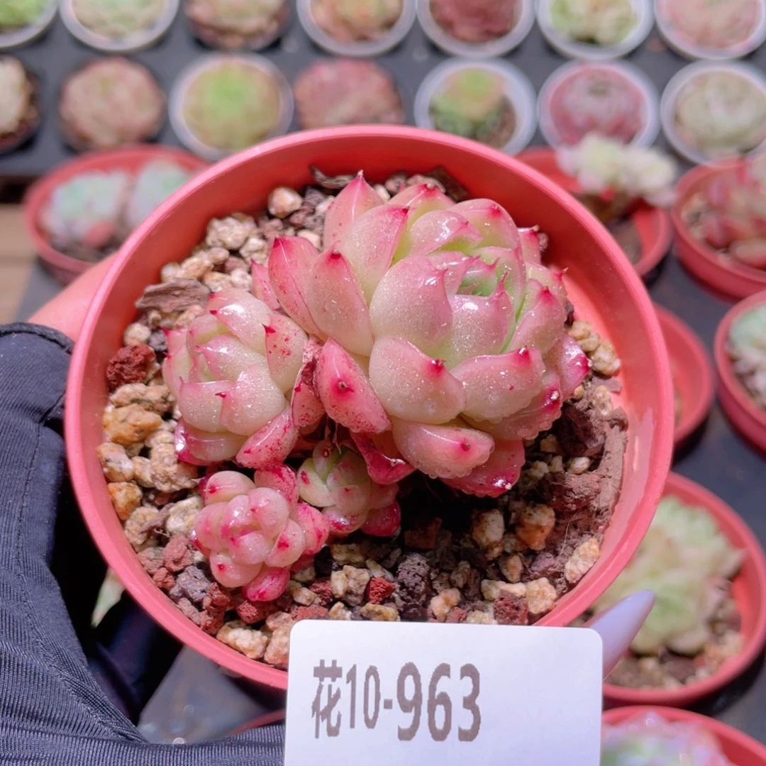 花利美10-963麦秆