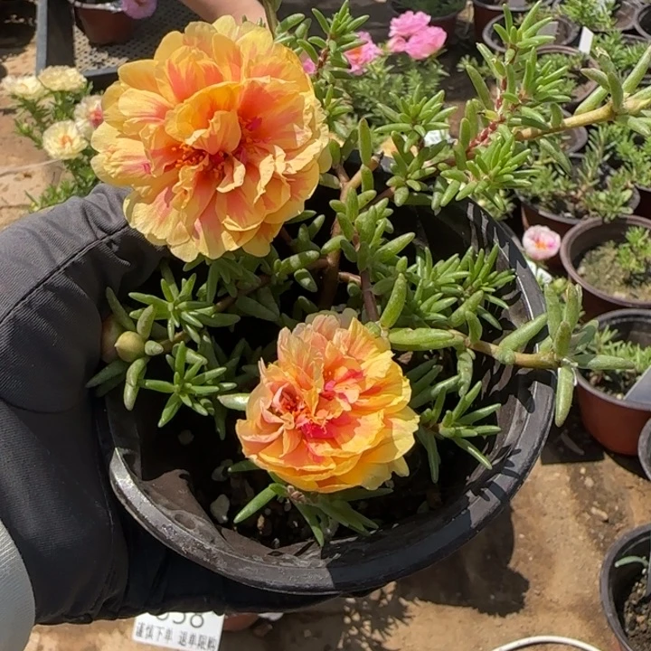 无花朵量拍橙芙蓉 超小苗盆口10cm