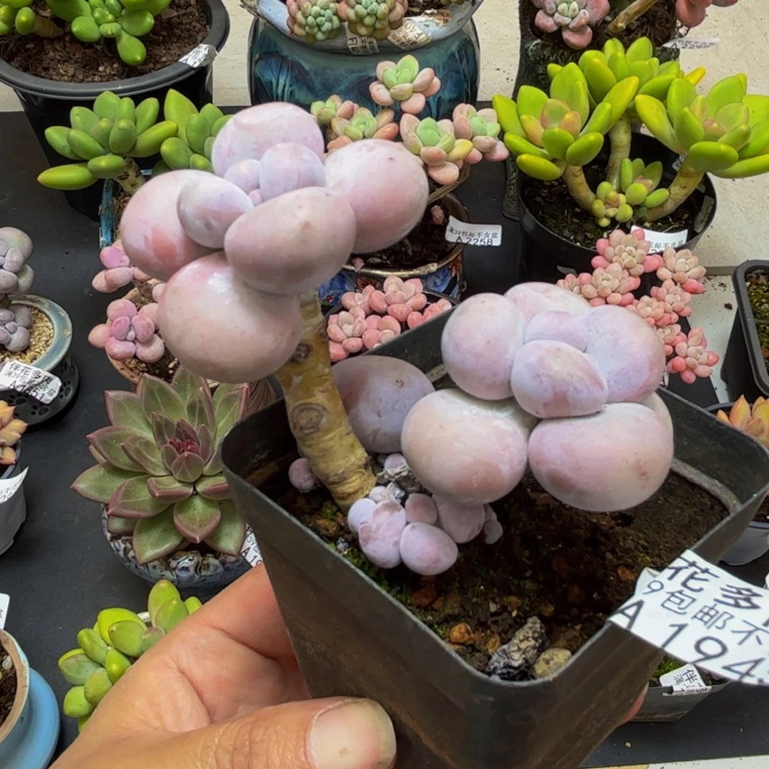 1945芭比奶酪6cm多肉