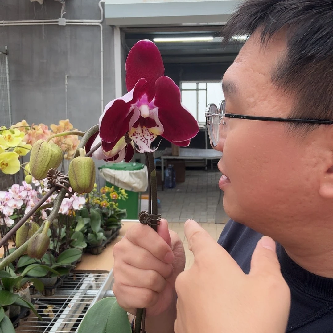 完全开放幻影 3.5带花苞