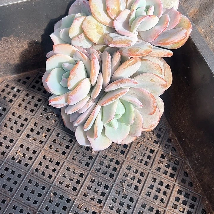 【闪购商品】奶茶福利