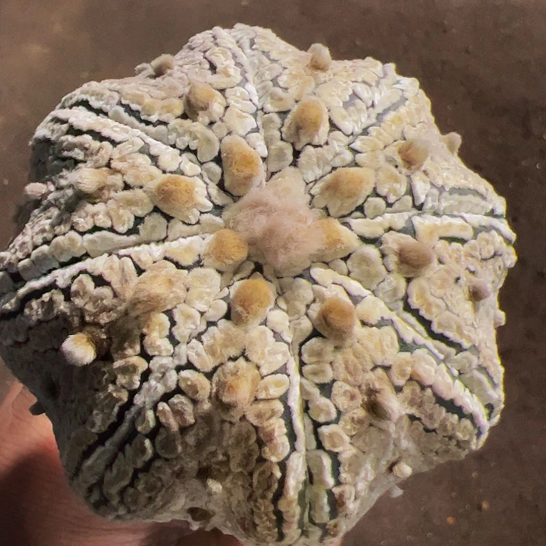 浓白海星兜仙人球107