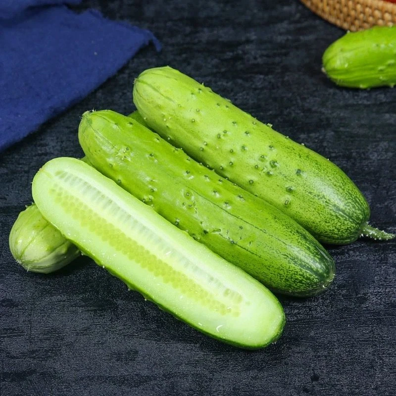 【顺丰包邮】酵素益生菌黄瓜口感清甜入口软绵绵孕妈小孩放心吃仙女