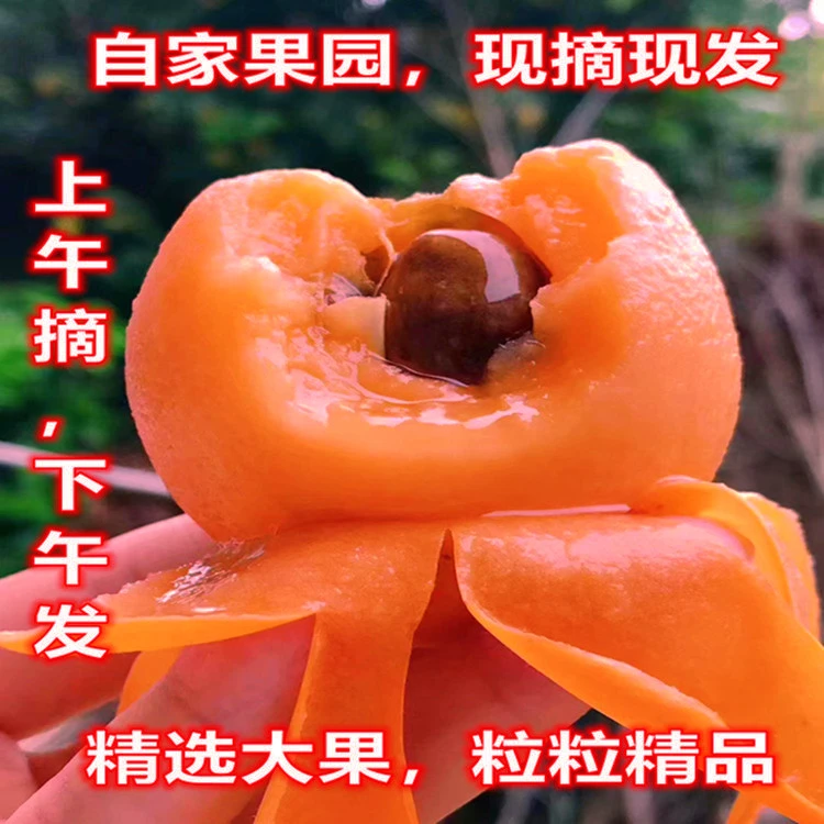 顺丰包邮●福建莆田枇杷香甜多汁当季新鲜水果5/10斤孕妇琵琶大果