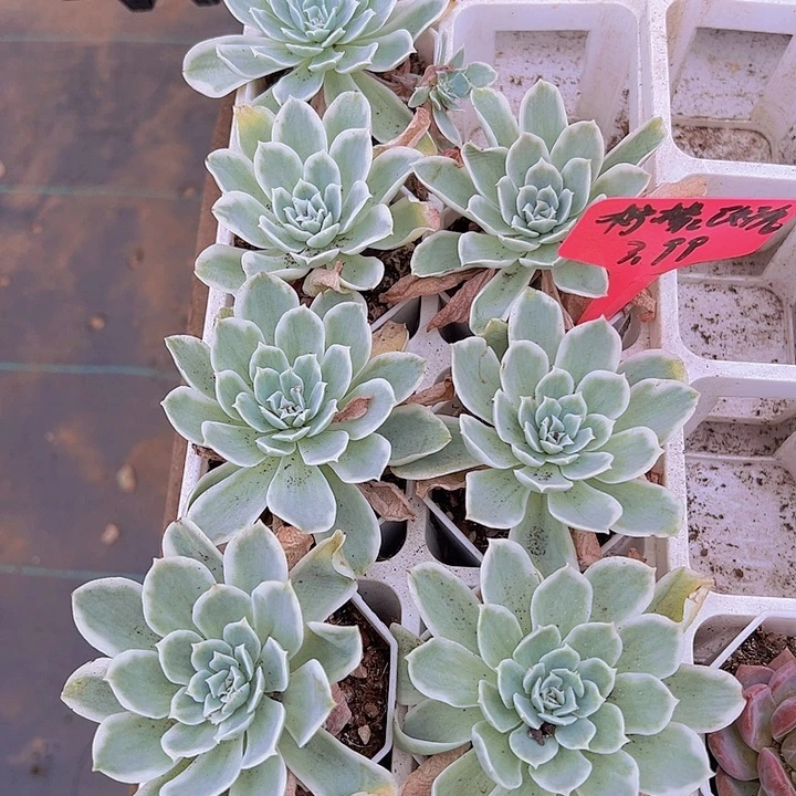 柠檬玫瑰19包邮多肉