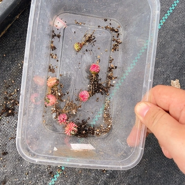 芷***涵当前无花栽培后可以开花325