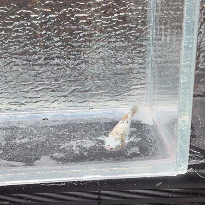 孔雀鱼玛丽鱼一条崽