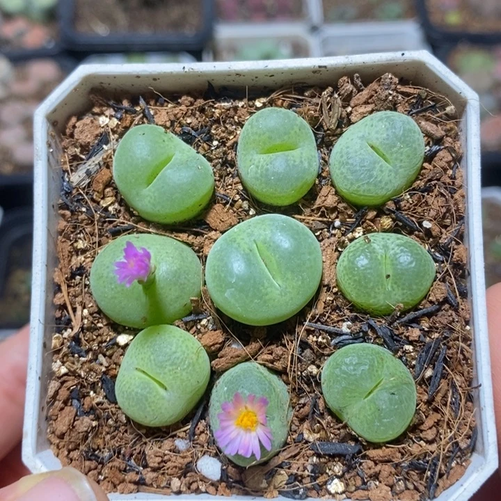 漂亮翠光玉特价秒