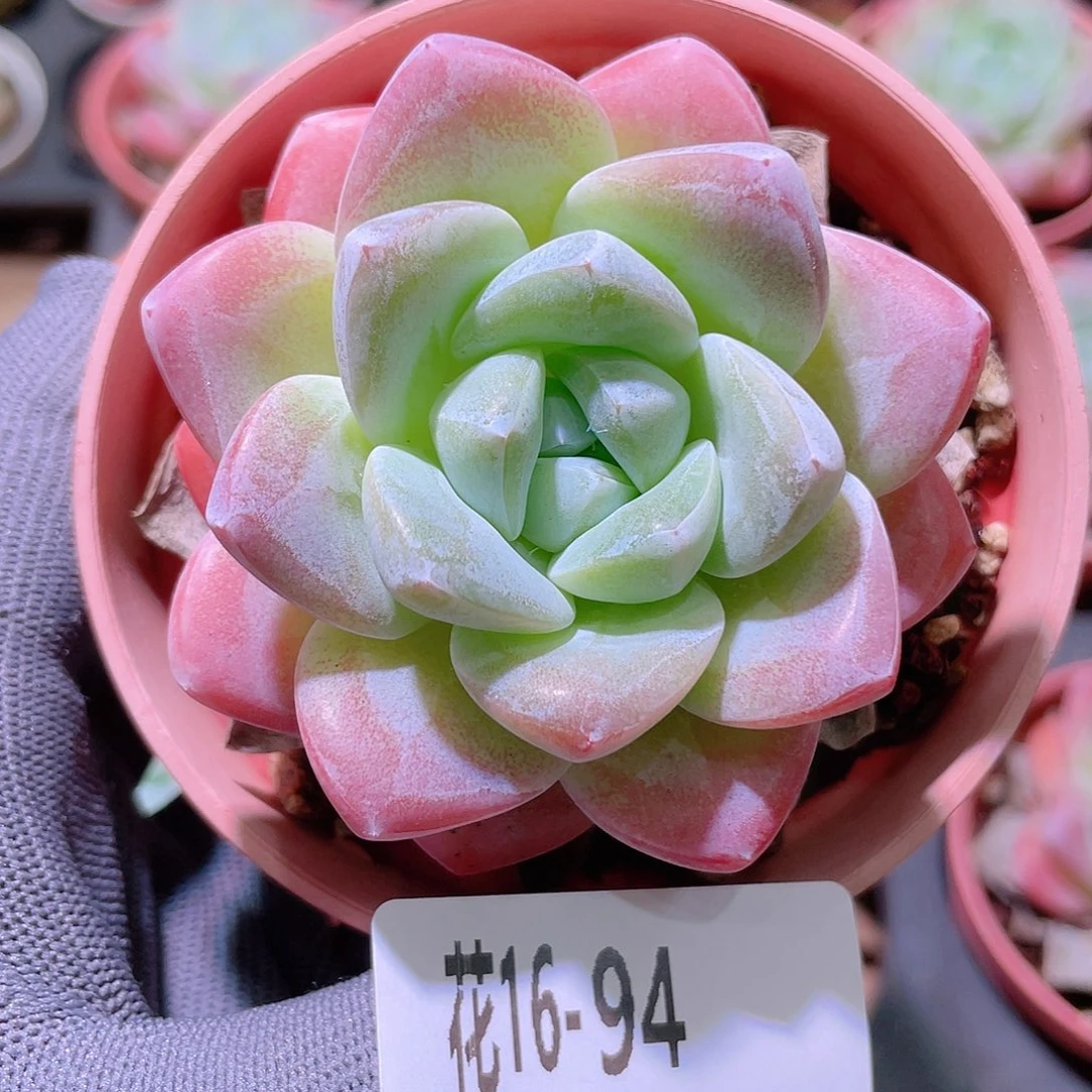 花利美16-94冰玉