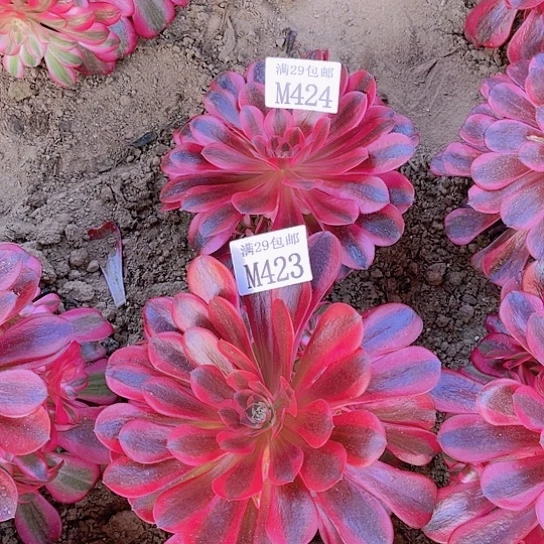 42324美杜莎多肉植物